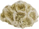 Nobby Aqua Ornamenti "Koralle"" 6,8 X 6,3 X 4 Cm"