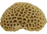 Nobby Aqua Ornamenti "Koralle"" 10,8 X 9 X 5 Cm"
