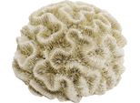 Nobby Aqua Ornamenti "Koralle"" 15,5 X 14 X 8,5 Cm"