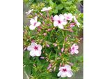 Perenne A Fiore Grande Stella Di Lillà Phlox Paniculata Vaso 9 X 9 Cm