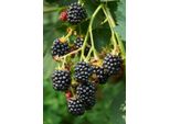 Mora 'Loch Ness' - Rubus Fruticosus, Spine Basse, Resistente, Portamento Robusto, Arbusto Di 50-70 Cm In Vaso