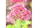 Pianta Perenne Sedum Herbstfreude Telephium Vaso 9 X 9 Cm