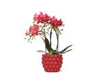 Kolibri Orchidee Rosse Phalaenopsis Orchidea Congo + Bacche Vaso Ornamentale Dimensioni 9Cm 40Cm Di Altezza Pianta D'appartamento Fiorita