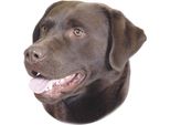 Adesivo Nobby Labrador Marrone 120 X 150 Mm, Set Da 2