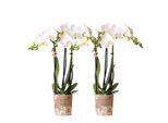Kolibri Orchidee Combi Di 2 Orchidee Phalaenopsis Bianche Amabilis Dimensioni Del Vaso 9Cm Pianta D'appartamento Fiorita Fresca Dal Produttore