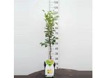 Pyrus Communis Williams Christ Pera 100-120 Cm Pera Estiva In Vaso Albero Da Frutto Resistente Autofertile