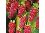 Tayberry Senza Spine - Rubus 'Buckingham Tayberry' - Incrocio Di More E Lamponi, Cespuglio Di Bacche Di 50-60 Cm