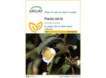 Saflax - Pianta Del Tè - 6 Semi - Camellia