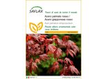 Saflax - Acero Palmato Rosso / Acero Giapponese Rosso - 20 Semi - Acer