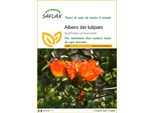 Saflax - Albero Dei Tulipani - 30 Semi - Spathodea