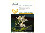 Saflax - Albero Del Rafano - 10 Semi - Moringa