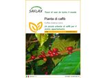 Saflax - Pianta Di Caffè - 8 Semi - Coffea