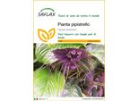 Saflax - Pianta Pipistrello - 10 Semi - Tacca