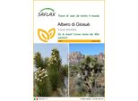 Saflax - Albero Di Giosuè - 10 Semi - Yucca