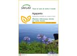 Saflax - Agapanto - 50 Semi - Agapanthus