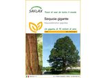 Saflax - Sequoia Gigante - 50 Semi - Sequoiadendron