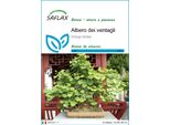 Saflax - Albero Dei Ventagli - 4 Semi - Ginkgo