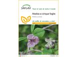 Saflax - Akebia A Cinque Foglie - 10 Semi - Akebia