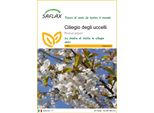 Saflax - Ciliegio Degli Uccelli - 10 Semi - Prunus