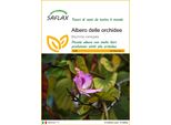 Saflax - Albero Delle Orchidee - 8 Semi - Bauhinia