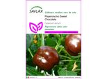 Saflax - Peperoncino Sweet Chocolate - 10 Semi - Capsicum
