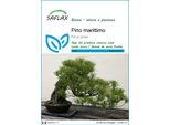 Saflax - Pino Marittimo - 6 Semi - Pinus