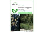 Saflax - Lino Delle Fate Gigante - 10 Semi - Stipa