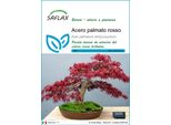 Saflax - Acero Palmato Rosso - 20 Semi - Acer