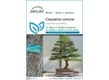 Saflax - Casuarina Comune - 200 Semi - Casuarina