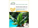 Saflax - Grande Banano Delle Nevi - 10 Semi - Ensete
