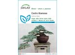 Saflax - Cedro Libanese - 20 Semi - Cedrus
