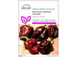Saflax - Peperoncino Habanero Chocolate - 10 Semi - Capsicum