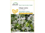 Saflax - Ciliegio Canino - 30 Semi - Prunus