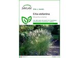 Saflax - Erba Elefantina - 200 Semi - Miscanthus