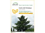 Saflax - Cedro Dell Himalaya - 35 Semi - Cedrus