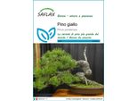 Saflax - Pino Giallo - 20 Semi - Pinus