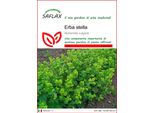 Saflax - Erba Stella - 100 Semi - Alchemilla