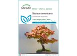 Saflax - Storace Americano - 100 Semi - Liquidamber