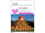 Saflax - Zucca Gigante - 7 Semi - Cucurbita