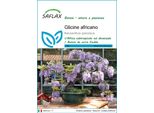 Saflax - Glicine Africano - 15 Semi - Bolusanthus