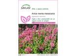 Saflax - Anice Menta Messicana - 50 Semi - Agastache