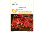 Saflax - Acero Rosso - 20 Semi - Acer