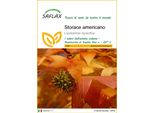 Saflax - Storace Americano - 100 Semi - Liquidamber