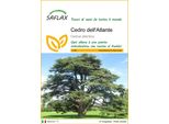 Saflax - Cedro Dell'atlante - 20 Semi - Cedrus