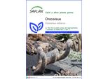 Saflax - Orocereus - 40 Semi - Oreocereus