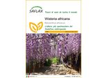 Saflax - Wisteria Africana - 15 Semi - Bolusanthus