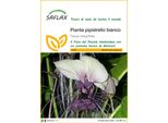 Saflax - Pianta Pipistrello Bianco - 10 Semi - Tacca