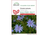 Saflax - Cicoria Comune - 250 Semi - Cichorium
