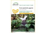 Saflax - Fiore Pipistrello Gigante - 10 Semi - Tacca