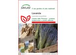 Saflax - Lavanda - 150 Semi - Lavandula